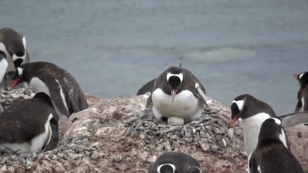 Pingwin białobrewy z jajkiem — Wideo stockowe