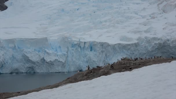 Gentoo Pingüinos en el nido — Vídeos de Stock