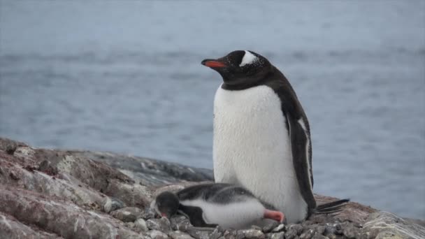Gentoo Pinguino con pulcino — Video Stock