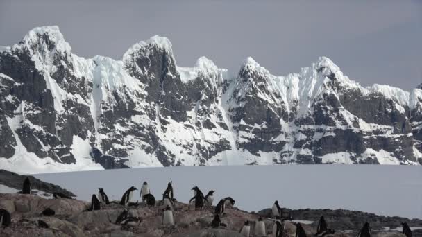 Gentoo pingvin a fészken költő állatok — Stock videók