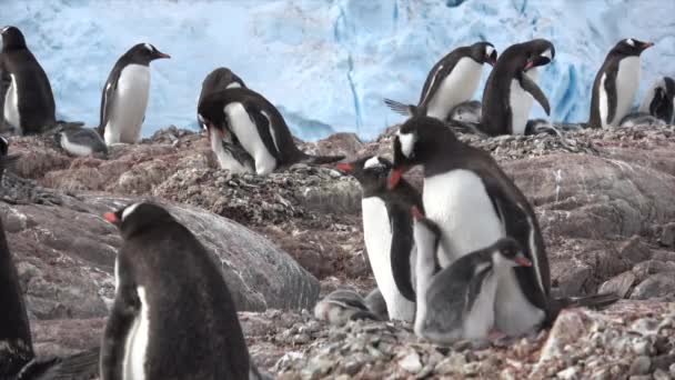 Gentoo Pinguins com pintainho no ninho — Vídeo de Stock