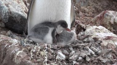 Gentoo penguenleri ile yuva kıza