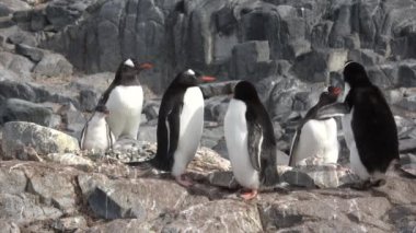 Gentoo penguenleri ile yuva kıza