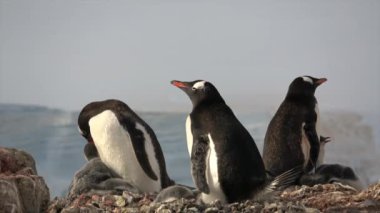 Gentoo penguenleri ile yuva kıza