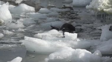 Gentoo penguenleri su