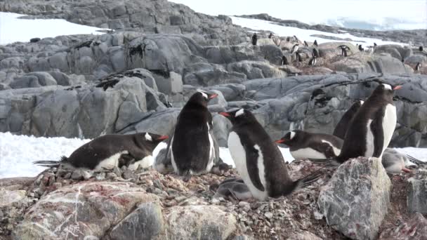 Пингвины с птенцом на гнезде — стоковое видео