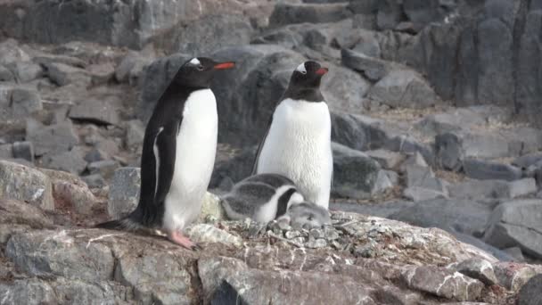Gentoo pingviner med chick i boet — Stockvideo