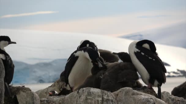 Антарктичні чубатий крупним планом — стокове відео