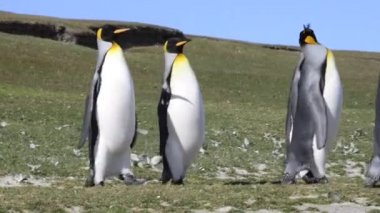Kral penguenler Falkland Adası'nda