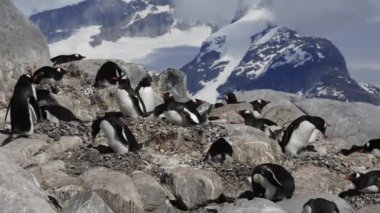 Gentoo penguenleri yuva üzerinde