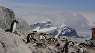 Gentoo penguenleri yuva üzerinde