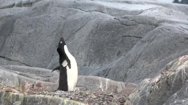 Pingüino Adelie en la roca — Vídeo de stock