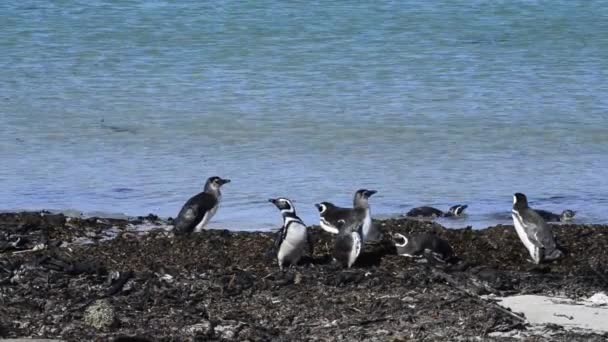 Pingüinos magallánicos en la playa — Vídeos de Stock