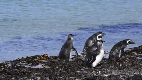 Macellan penguenleri sahilde — Stok video