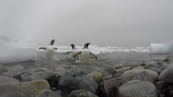 Gentoo Pingüinos en la playa — Vídeos de Stock