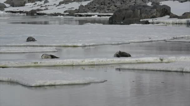 Weddell-zeehond opleggen op het ijs — Stockvideo