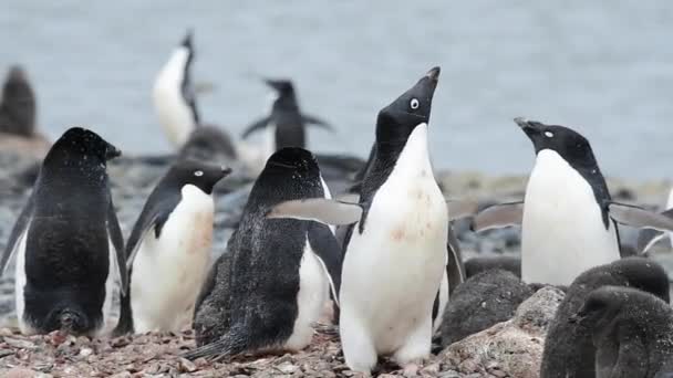 Adelie Pinguino con i pulcini — Video Stock