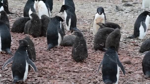 Адели Пингвин с цыпочками — стоковое видео