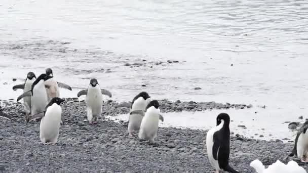 Adéliepinguïn wandeling op het strand — Stockvideo