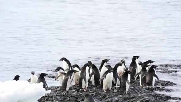 Adelie pingvin promenad på stranden — Stockvideo