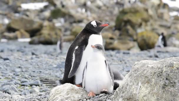 Gentoo penguin med chick — Stockvideo