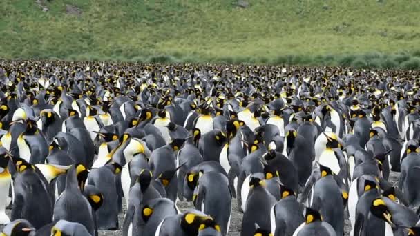 King Penguins at South Georgia — Stock Video