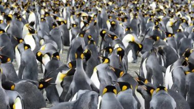 Güney Georgia, Kral penguenler