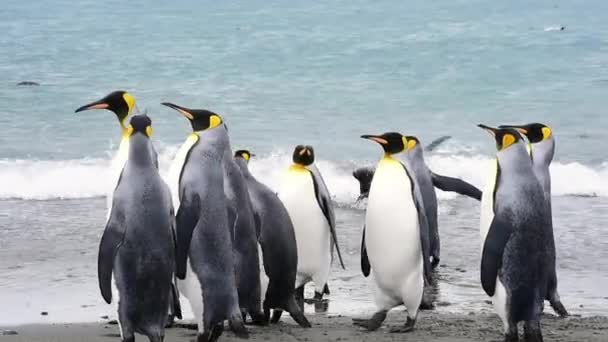 Pingouins royaux en Géorgie du Sud — Video