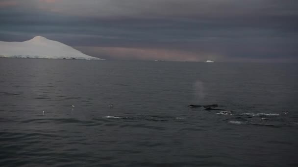 座头鲸喂养磷虾 — 图库视频影像