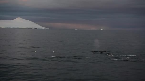 Ballena jorobada krill de alimentación — Vídeos de Stock