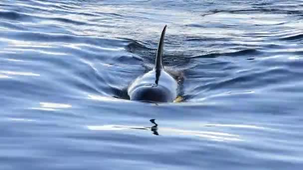 Orca, baleia assassina — Vídeo de Stock