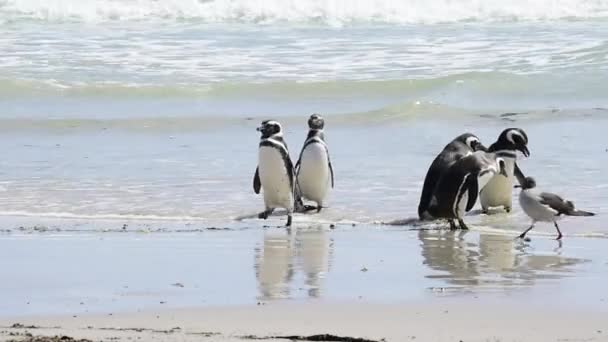 Магеллановский пингвин на пляже — стоковое видео