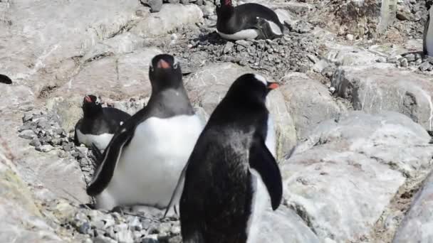 Gentoo Pingüino con polluelo — Vídeos de Stock