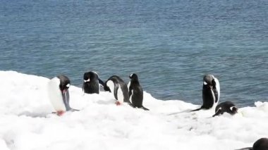 Sahildeki Gentoo Penguenleri