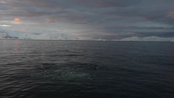 Rorqual à bosse nourrissant le krill 