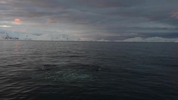 Humpback Whale feeding krill — Stock Video