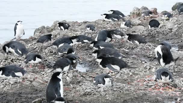 Pinguins Chinstrap no ninho — Vídeo de Stock