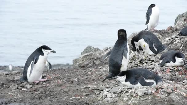 Pinguins Chinstrap no ninho — Vídeo de Stock