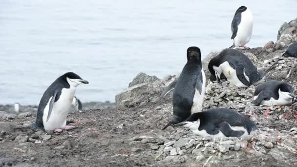 Pingüinos Chinstrap en el nido — Vídeos de Stock