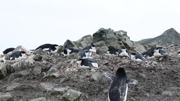 Pingüinos Chinstrap en el nido — Vídeos de Stock