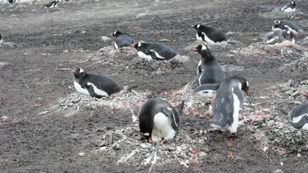 Gentoo pinguïns op het nest — Stockvideo