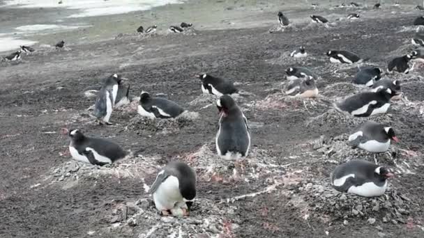 巣にジェンツー ペンギン — ストック動画