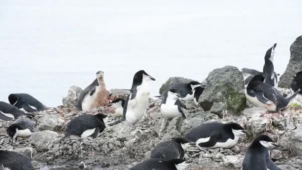 Kinnriemen-Pinguine auf dem Nest — Stockvideo