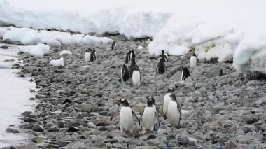 Sahildeki Gentoo Penguenleri