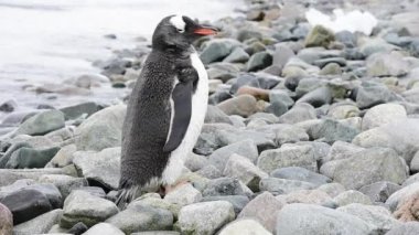 Sahildeki Gentoo Penguenleri