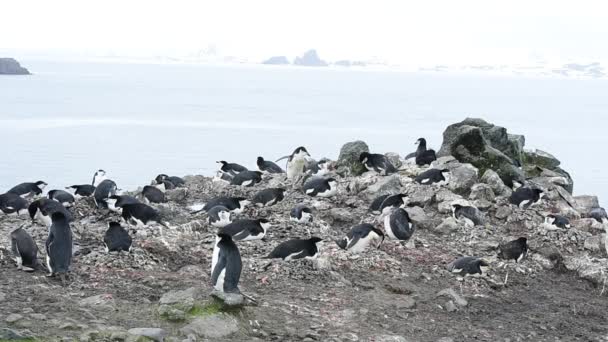 Pingüinos Chinstrap en el nido — Vídeo de stock