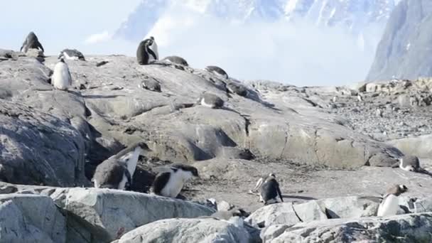 Gentoo Penguins on the bech — Stock Video