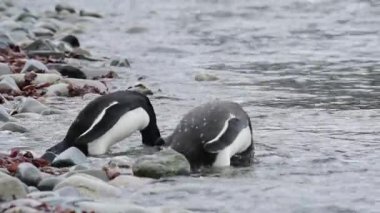 Sahildeki Gentoo Penguenleri