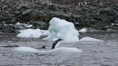 Gentoo penguenleri oo nte buz