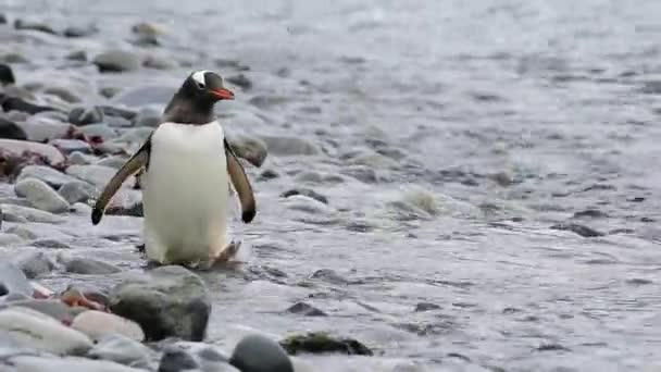 Gentoo Pingüinos en la playa — Vídeo de stock